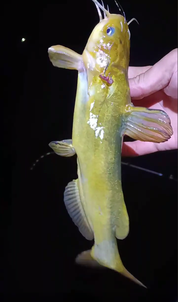 昂公大爆发江苏钓友3小时钓1盆网友我一个月都钓不了这么多