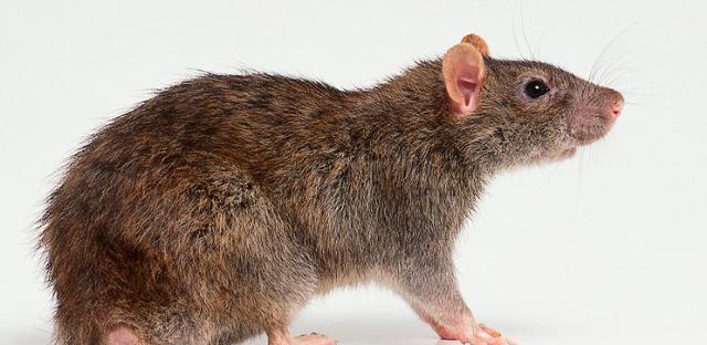 他被称为鼠王曾一次灭鼠35万只遭专家批后至死隐瞒秘方