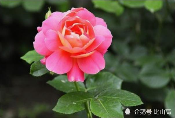 致1974年寅虎的一生宿命46岁后是好是坏家有属虎的速看