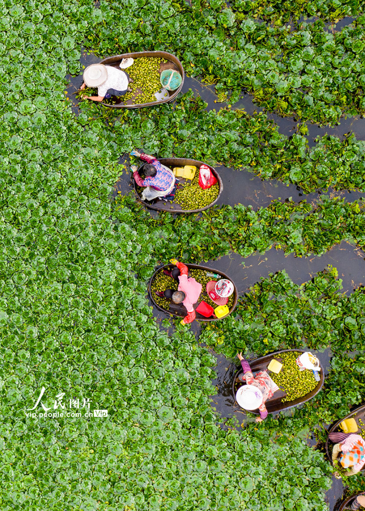 江苏海安水乡采菱忙