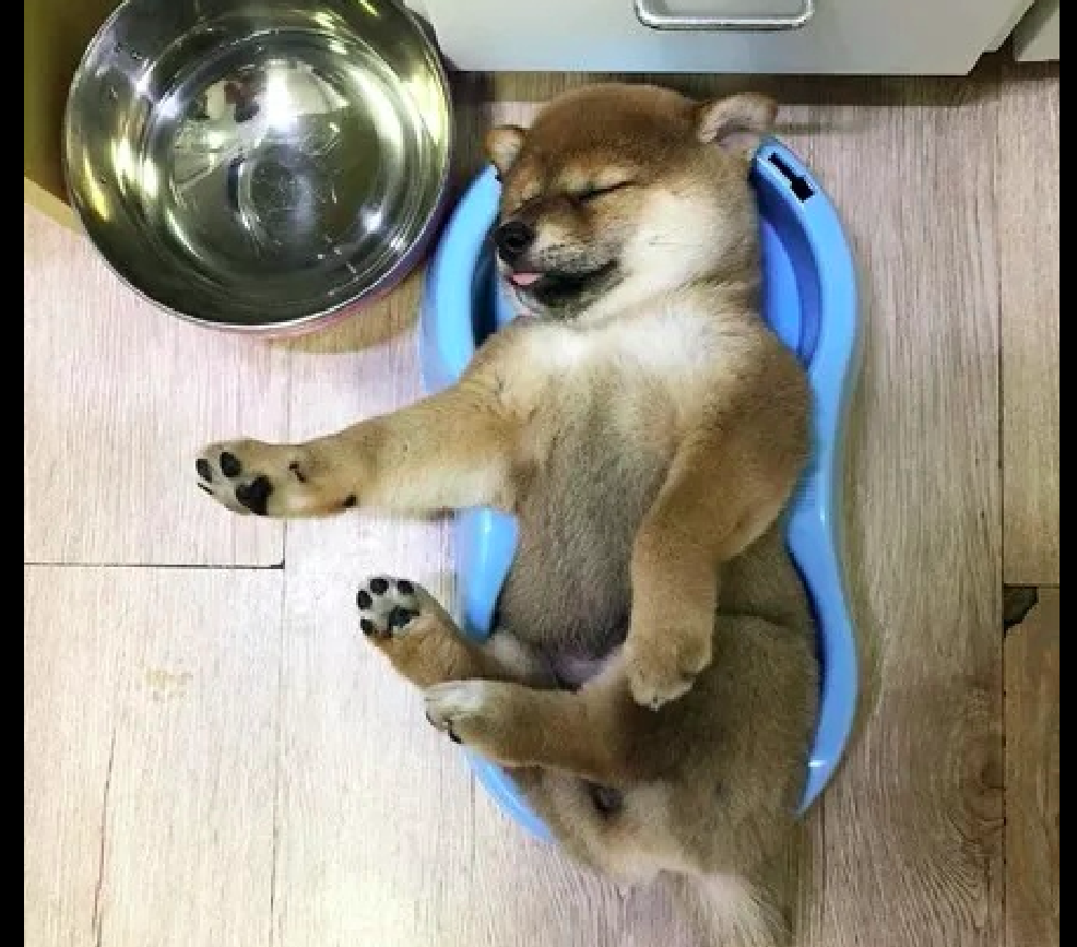 小狗吃完饭后,就躺在狗碗里睡着了,这就是干饭机器最高境界吧!