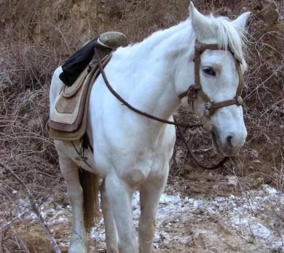 86版西游记中的白马曾被人利用成了摇钱树结局如何