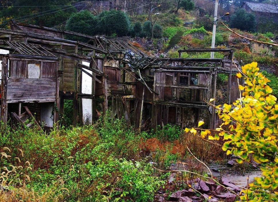 浙江这座小山村,拥有90棵400年以上古树,被誉为浙东第一古树村