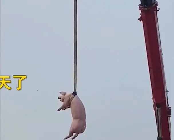 河南救灾,养殖场"吊猪"转移!捐100头猪送河南消防员!【天心种业冠名】