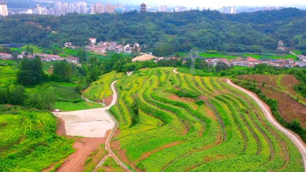 漢陰這片向日葵花海正熱情綻放 你不來看看麼