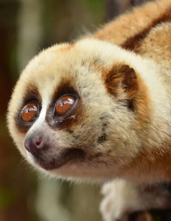 【生物多样性】小蜂猴,大眼萌!