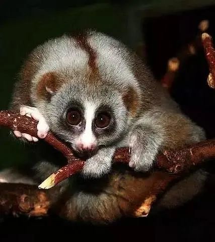 【生物多样性】小蜂猴,大眼萌!-腾讯新闻