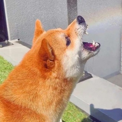 很可爱的萌宠微信头像2021治愈系猫狗头像图片