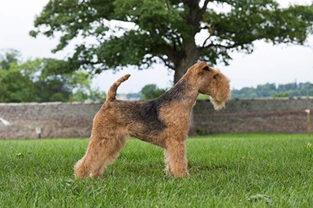 湖畔梗犬的智商怎么样