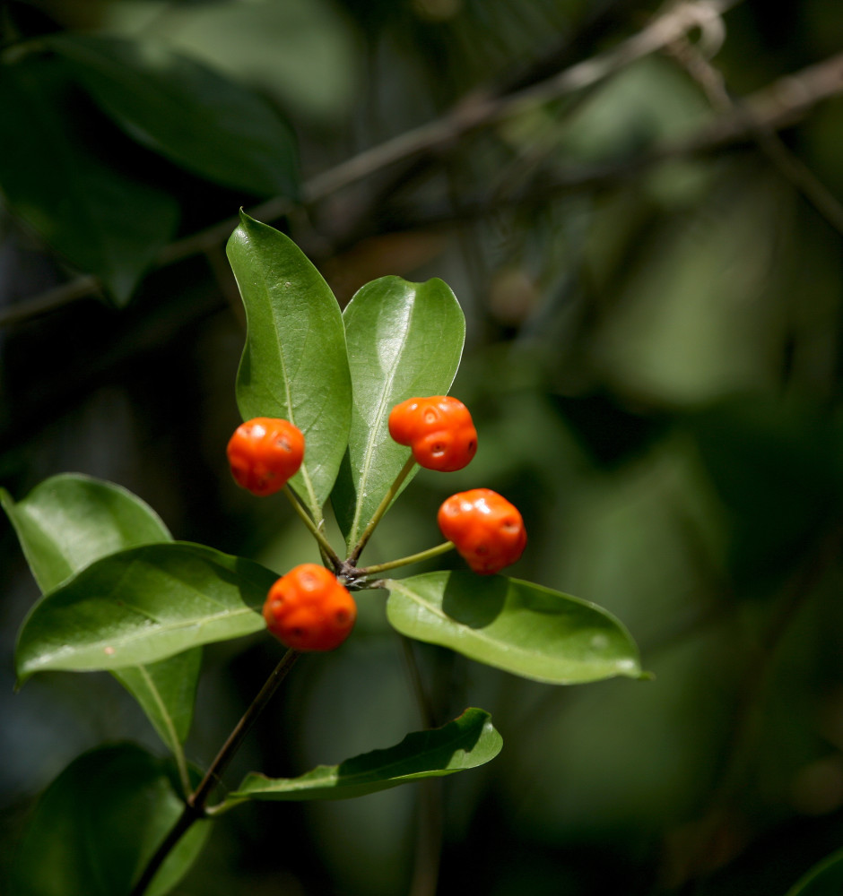 南方农村常见的鸡眼藤外形虽丑却深受老百姓喜欢为何
