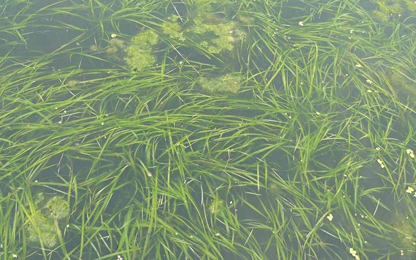 河里常见4种水草人可食用喂家畜可汛期来前要定期清除