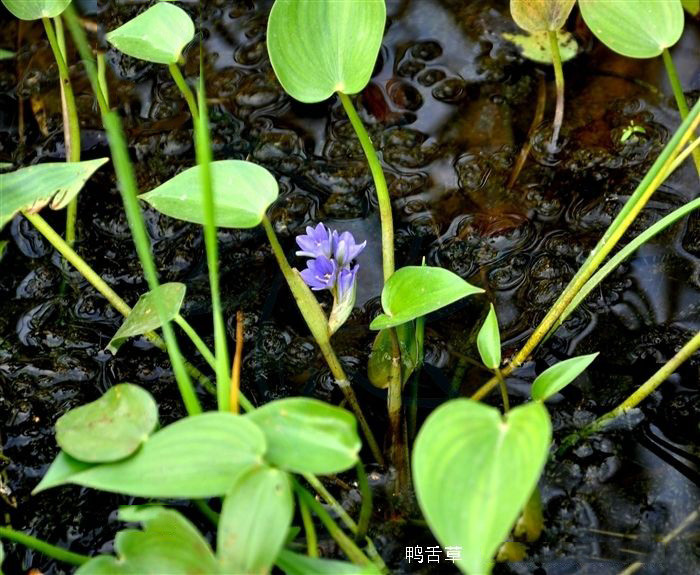 河里常见6种水草虽然能救饥荒喂家畜但汛期来了定要除