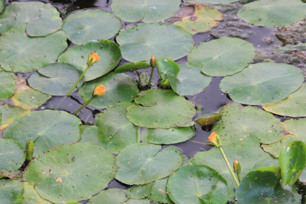河里常见6种水草虽然能救饥荒喂家畜但汛期来了定要除
