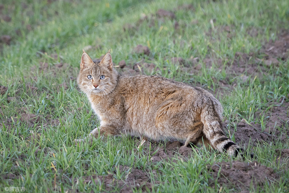 荒漠猫 地球上最神秘的猫科动物 神秘正消去 研究仍不足 腾讯新闻