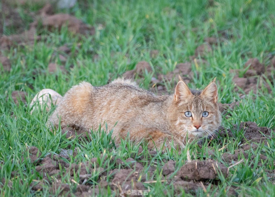 荒漠猫 地球上最神秘的猫科动物 神秘正消去 研究仍不足 全网搜