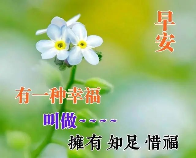 早上好朋友,最新鲜花早安祝福图片,温馨的早安问候经典语句