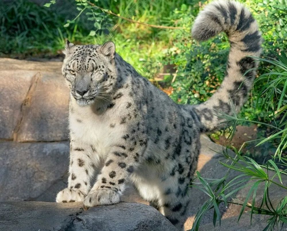 新冠病毒出现跨物种传播圣地亚哥动物园的雪豹确诊