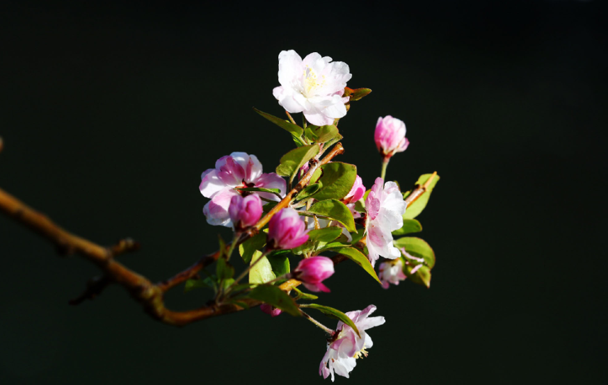 阳气在,命就在!祝味菊的医案,补阳救命,大涨中医威风