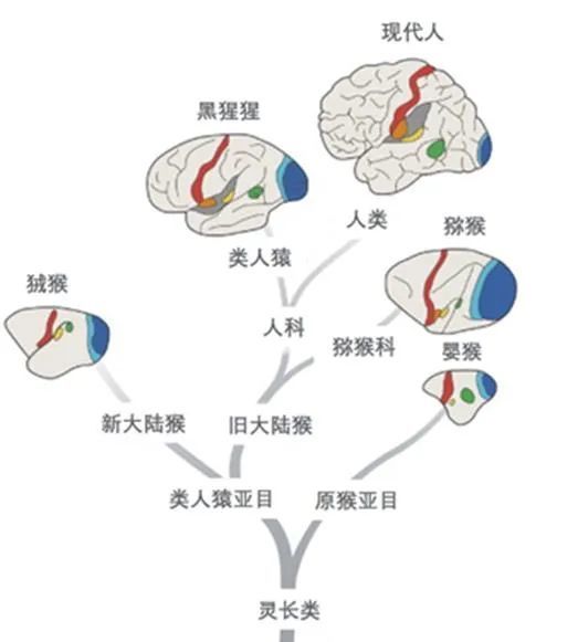 達爾文的進化論認為人類的起源是由於自然選擇驅動的生物進化.