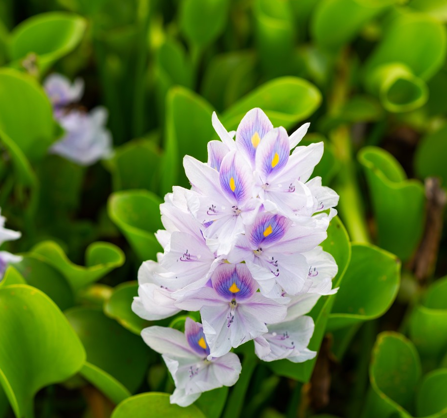 美貌與邪惡並存的花朵 全網搜