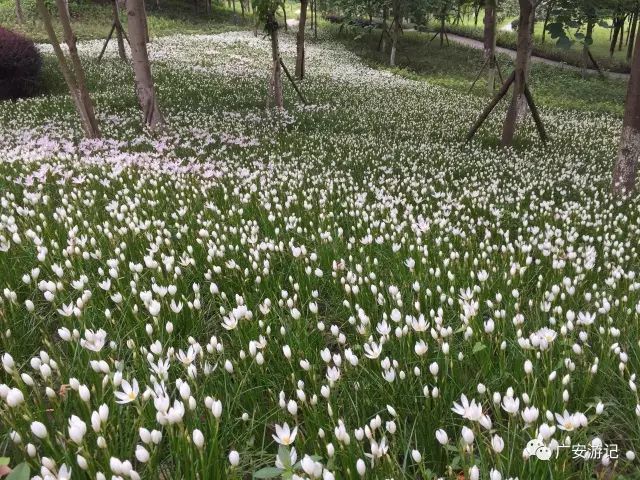 翠綠一片海白花海中來