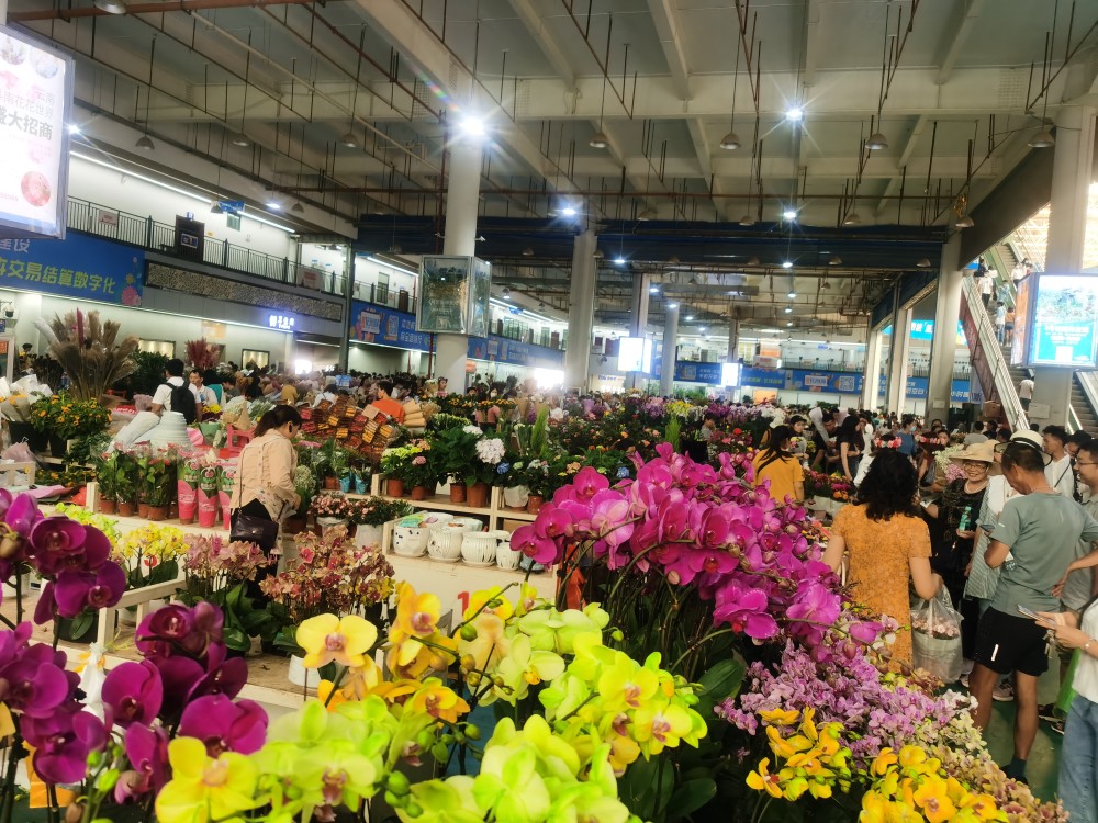 斗南花卉市场2021年上半年鲜切花交易量31亿枝