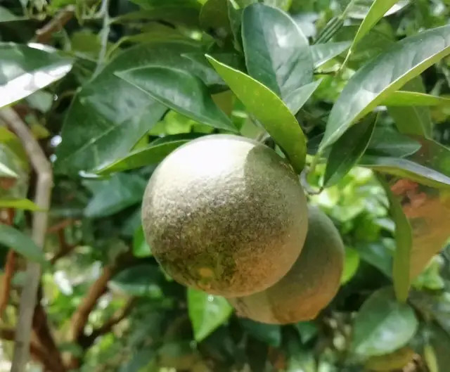 当高温三伏天遇上柑橘锈壁虱,拒绝被黑