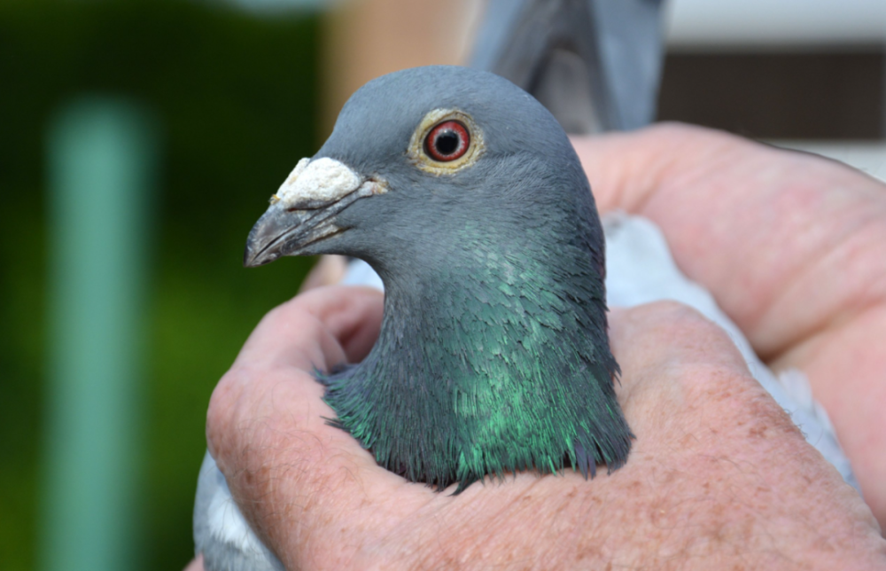 比利时派利奎国家赛8562羽冠军鸽欣赏