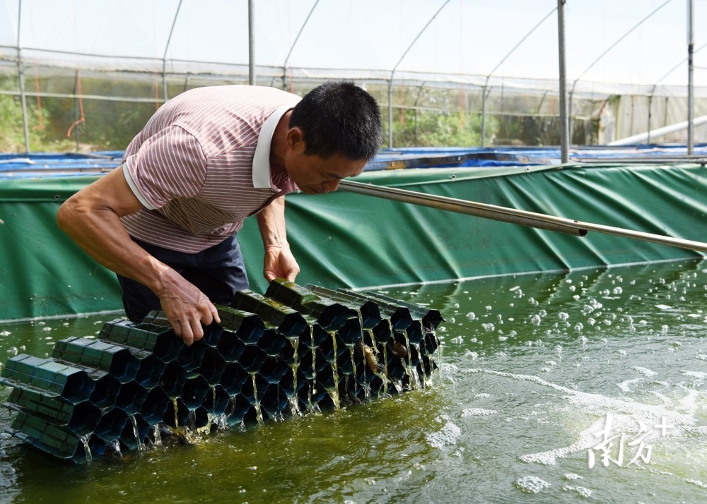 虾苗培育期间天敌多,同时澳洲淡水龙虾具有自相残杀的习性,因此养殖时
