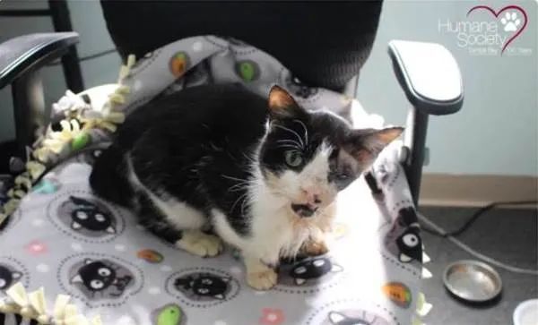 在美国佛罗里达州,有一只叫bart的小猫咪,遭遇了