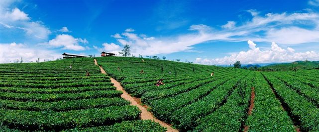 图为云南省普洱市营盘山万亩生态茶园. 崔黔顺/摄