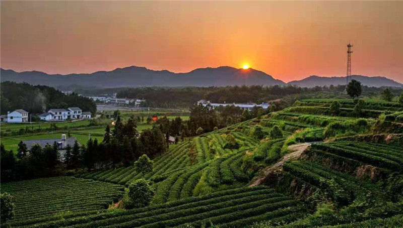 日子红|长沙县金井镇:"三色五美" 看美丽新乡村