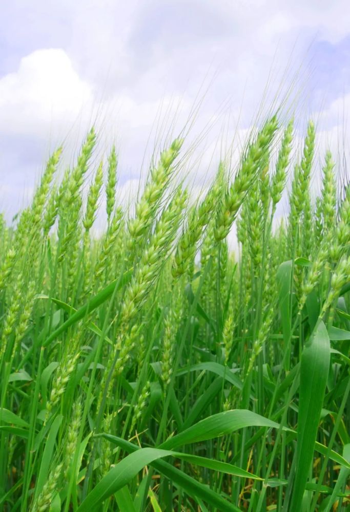 田间管理小麦已进入灌浆期静待又一个丰收年