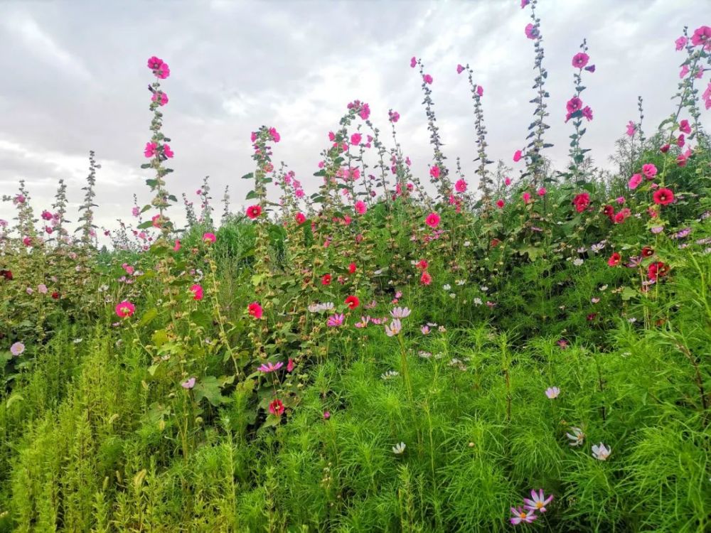中卫市区附近发现一片花海
