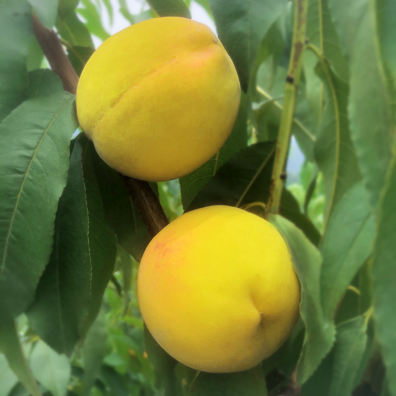 9元石阡大沙坝黄桃5斤装,现摘现发,脆甜爽滑又多汁!