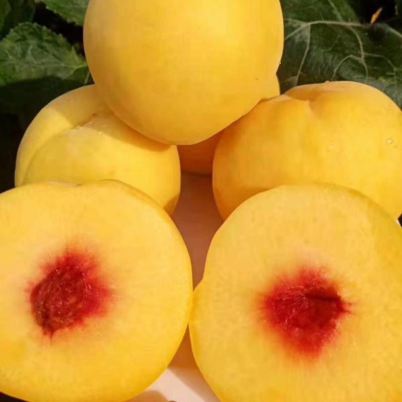 9元石阡大沙坝黄桃5斤装,现摘现发,脆甜爽滑又多汁!