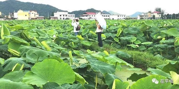 平坝稻香村:千亩荷塘开启赏花模式