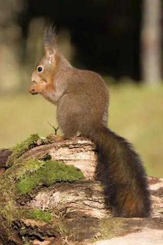 松鼠的大尾巴有什么作用?