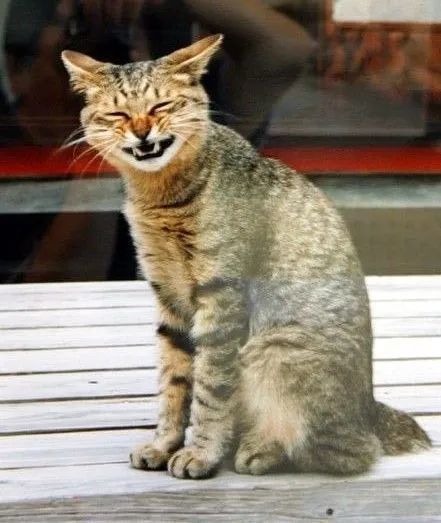 有些猫笑起来,咋就那么尴尬呢…_腾讯新闻