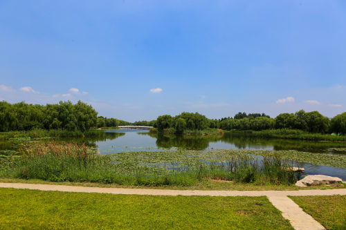 邹平韩店禾和湿地好风光水清地绿景宜人