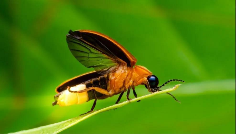 雄性萤火虫:雌性不干活,当然不用飞.