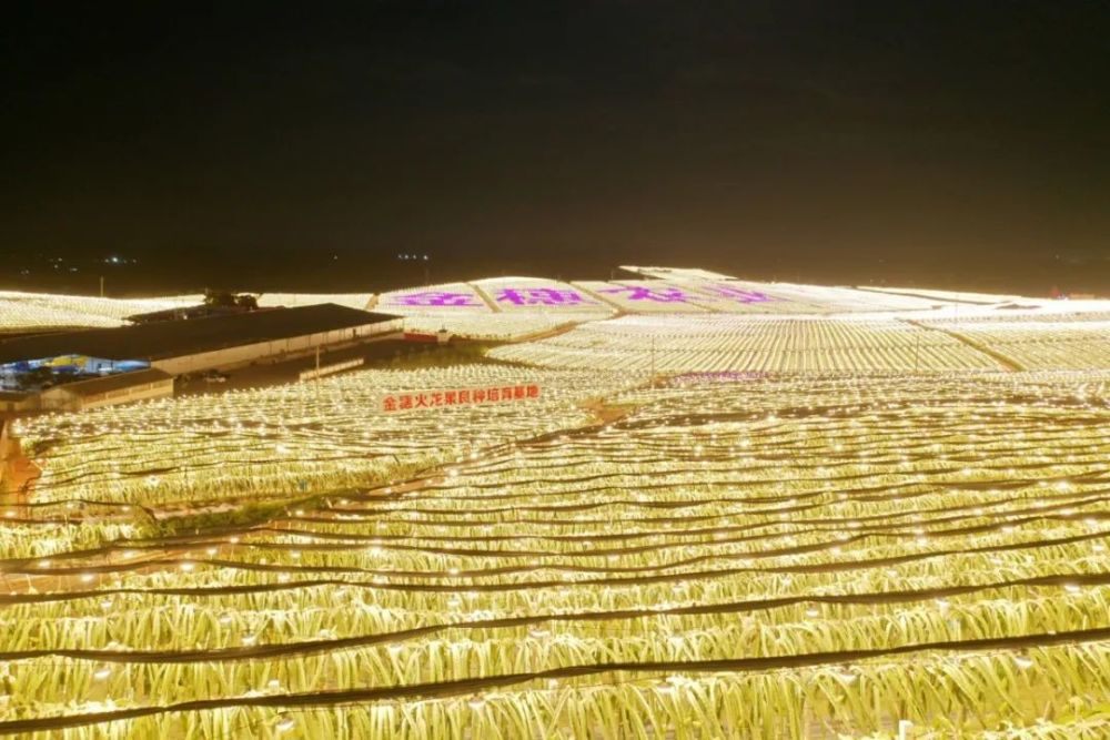 周末万亩火龙果灯光再开放抢先打卡带来实探攻略今夏必去