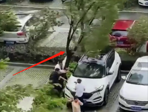 树欲倒，两个大汉抱紧树，车：你快回来，我一人承受不了