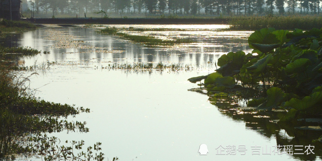 基金项目井冈山地区西伯利亚杂交鲟幼鱼流水健康养殖技术