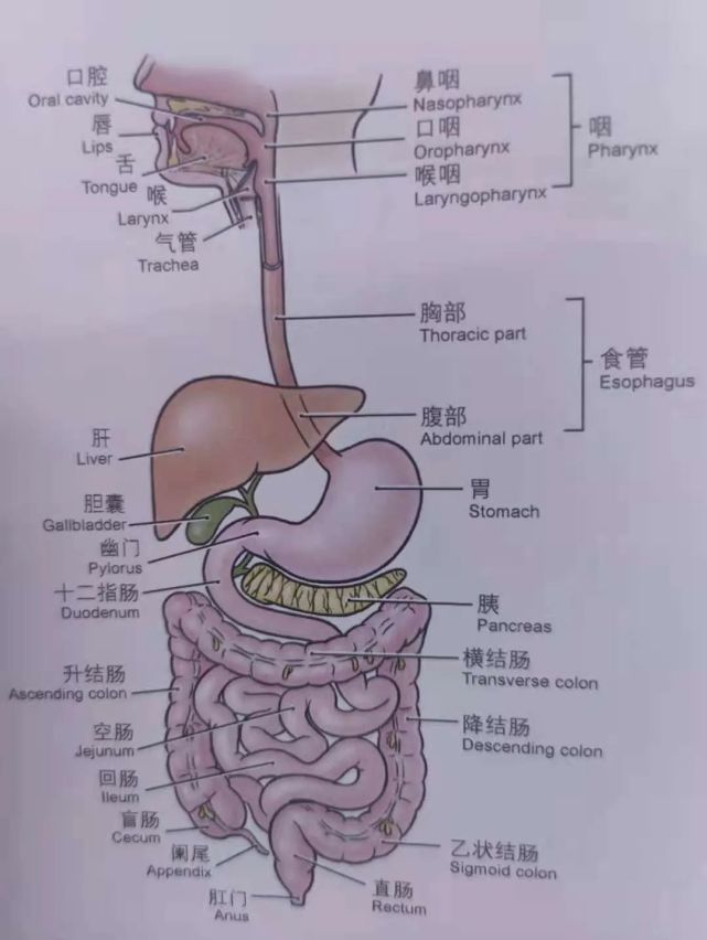 而小腸分為十二指腸,空腸,迴腸,大腸分為盲腸,升結腸,橫結腸,降結腸