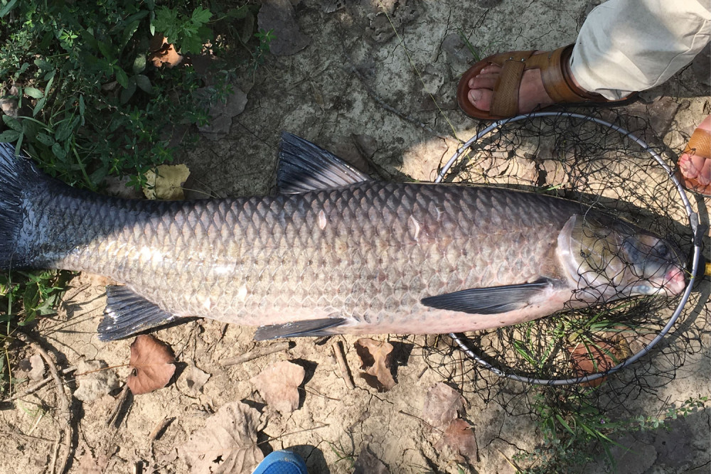 钓青鱼怎样开饵?钓黑坑青鱼的几个要点