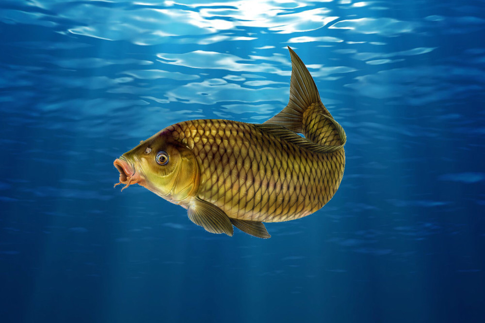 如何刺激鲤鱼开口摄食鲤鱼的机械摄食原理钓鲤鱼的有效配方