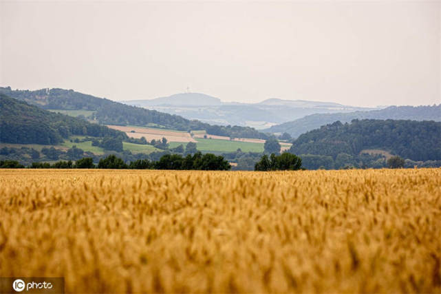 德国夏季天气多云 黄灿灿小麦地美如画
