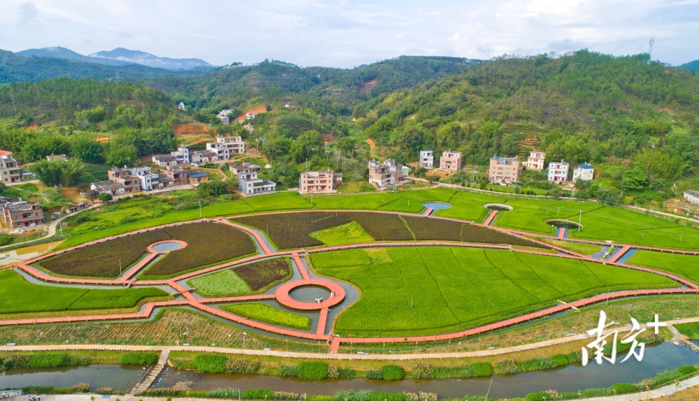 紫金县龙窝镇稻鱼共生基地成乡村网红开放15天引来游客2万余人