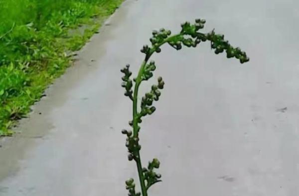 因为没法再挣钱,当时的农户也是没有人再愿意种植蛔蒿,加之这种植物并